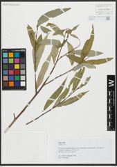 Foto von Salix alba L.